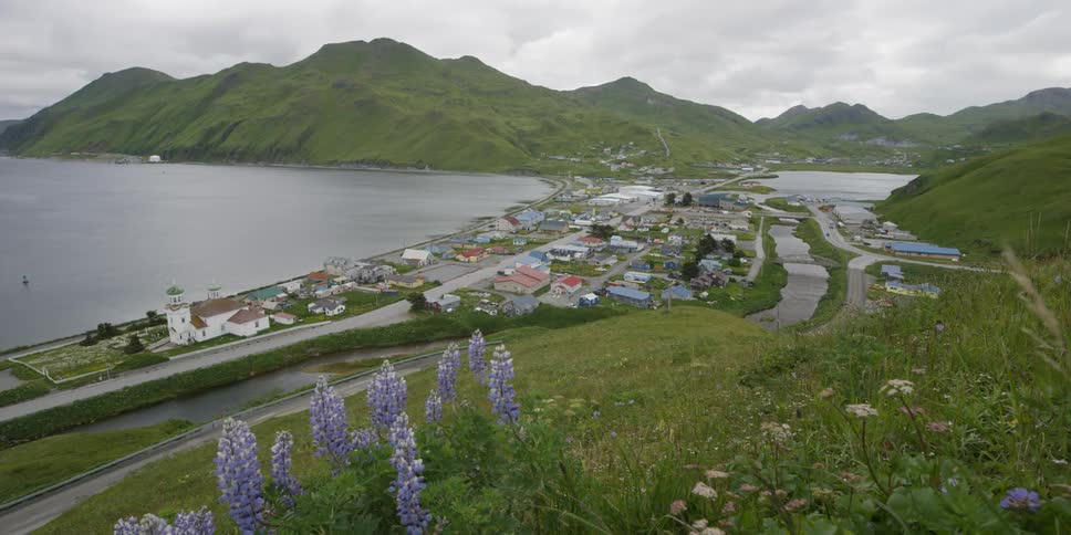 Flowers sway on a grassy hill near an ocean village