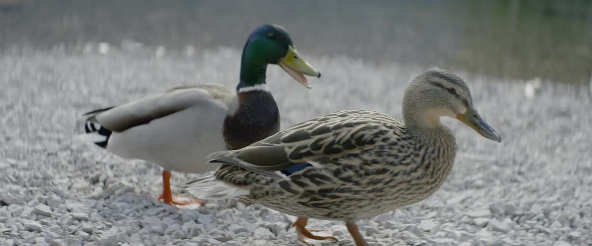Ducks walking on a rocky shore