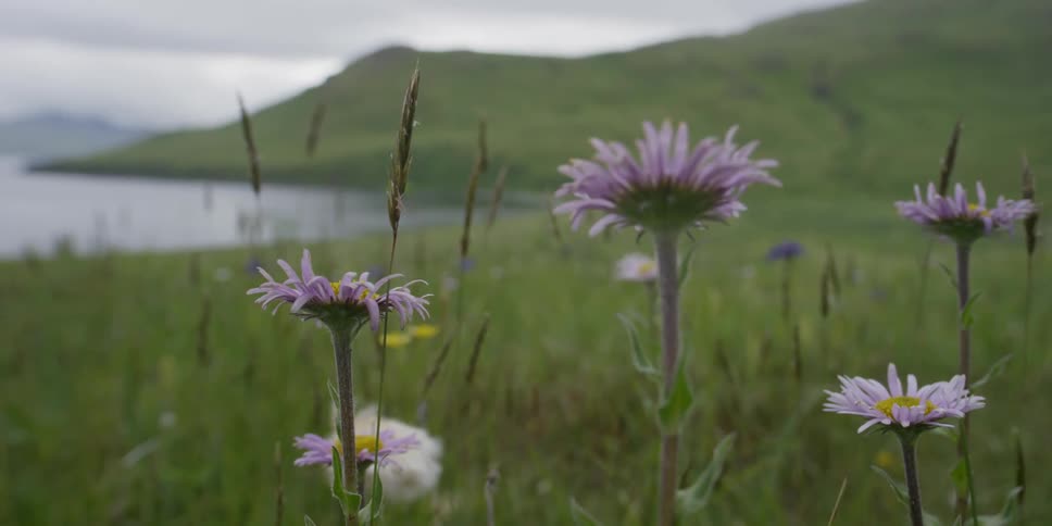 Wildflowers and grass near a lake sway in the wind