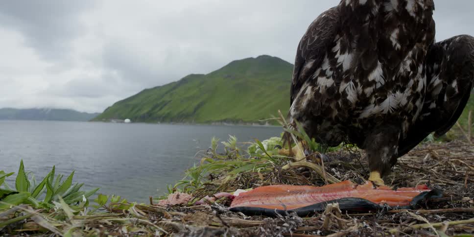 Eagles eat fish next to the beach