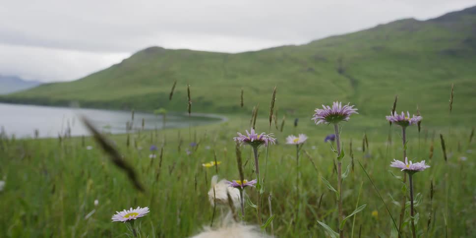 Flowers grow in a grassy field next to a lake