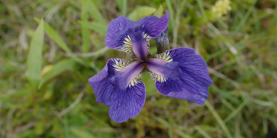 A wild iris sways in the breeze