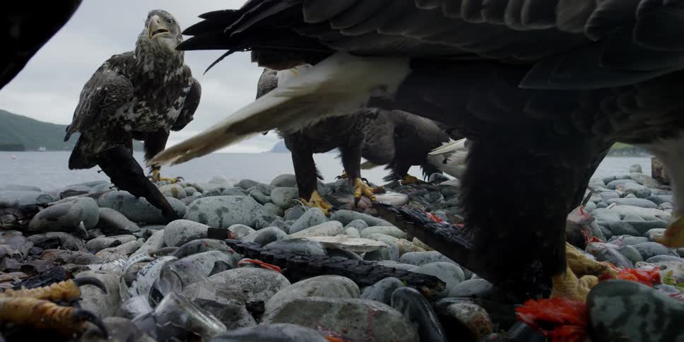 Eagles eat fish on a rocky shore next to camera