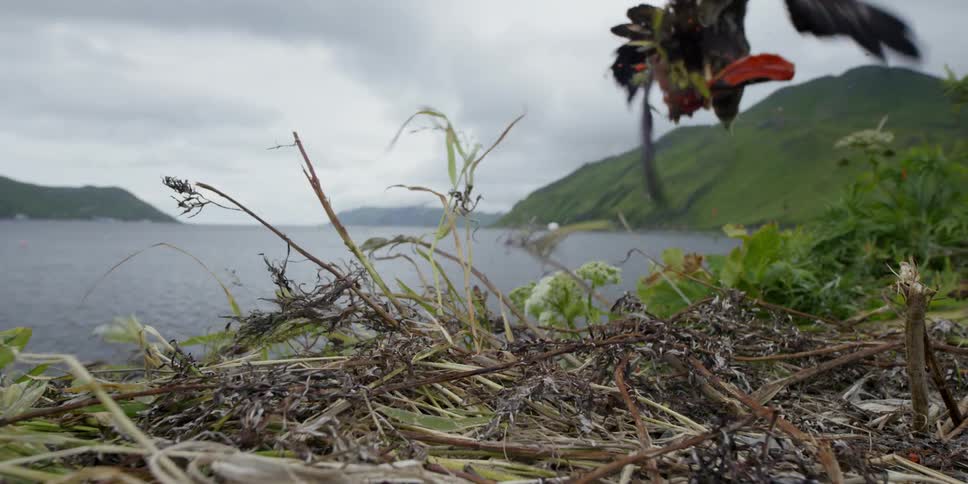 Eagles flying with fish carcass near beach