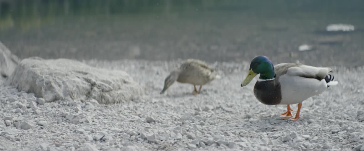 Ducks walk and search for food on a rocky bank