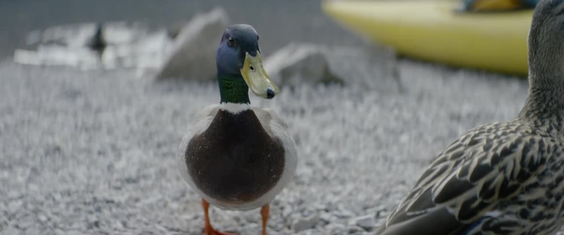 A duck quacks on a lakeshore