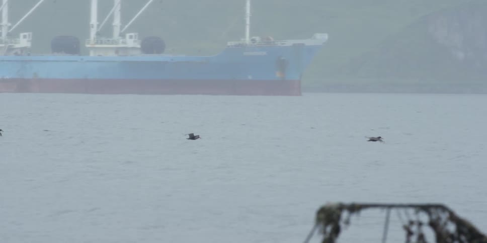A flock of seabirds flies over water with a ship in the distance