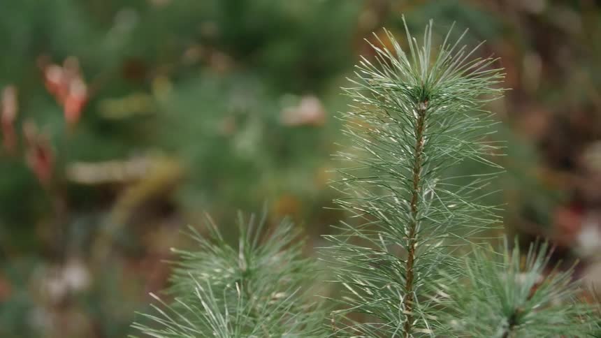 Pine tree branches sway in the wind