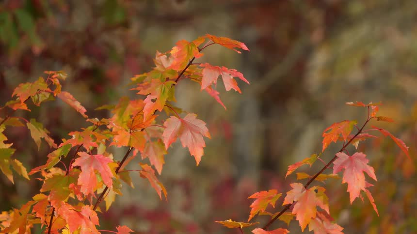 Autumn leaves bristle lightly in the breeze