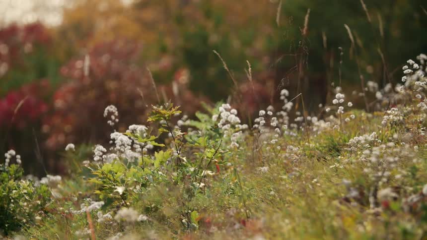 Plants grow in a sunny field