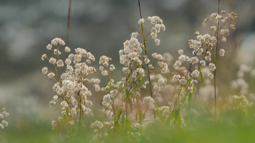 Wind blows through flowers growing in a field