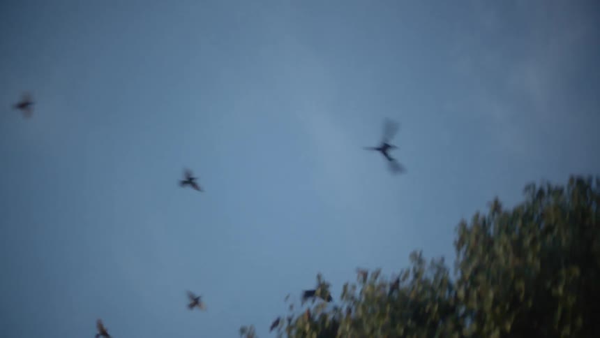 Birds fly and land over trees