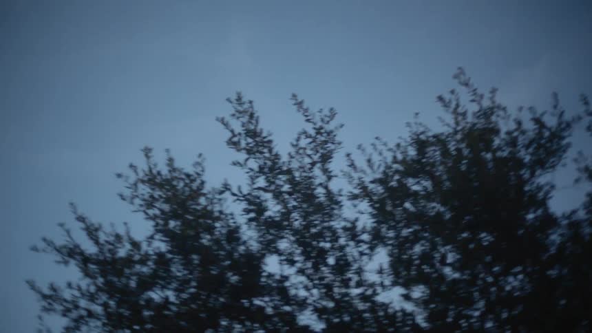 Birds fly over trees