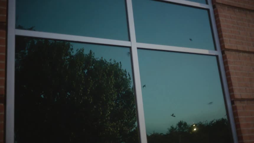 Birds flying over trees are reflected on the glass of a window