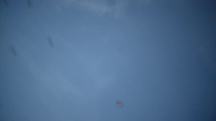 Birds fly out of a tree into the sky