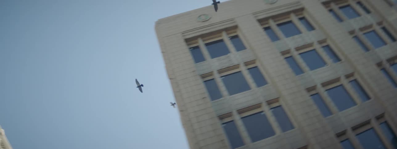 Birds are flying beside a gray building on the city street