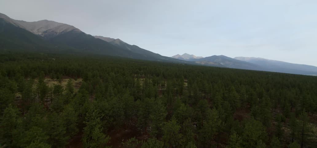 A forest at the base of a mountain