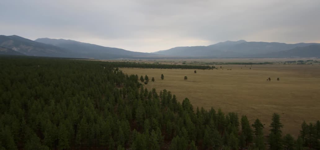 Pines trees grow near a mountain range