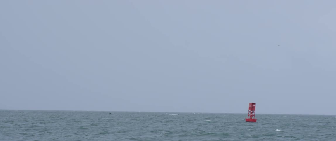 A red buoy bobs on the ocean