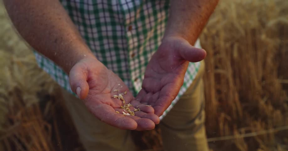 A man holds wheat in his hand