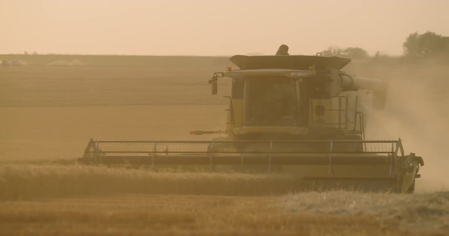 A tractor tills wheat on a farm