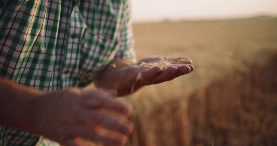 A man is holding some grain in his hand