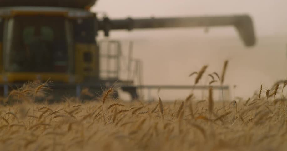 A harvester is working in a wheat field on a farm during the day