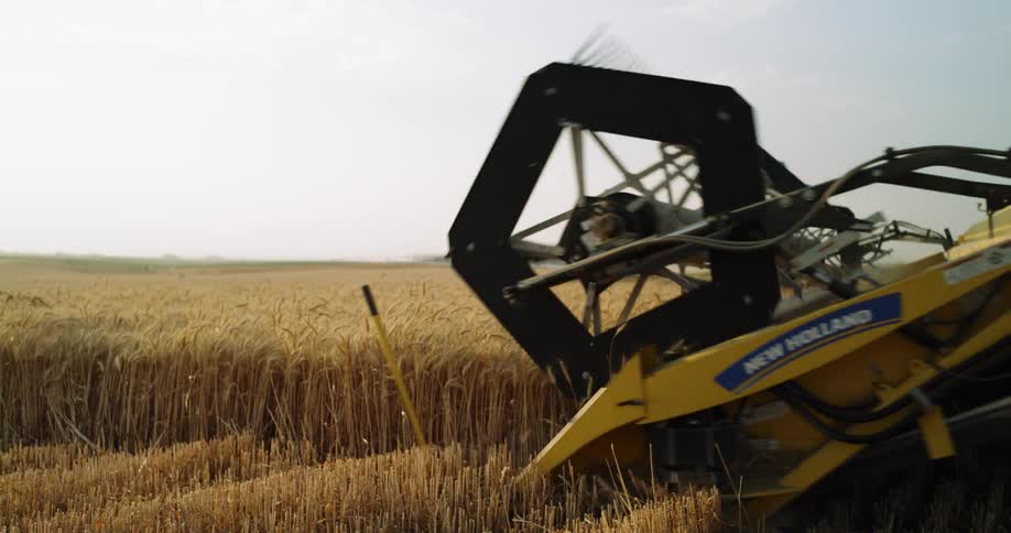 A tractor is harvesting wheat