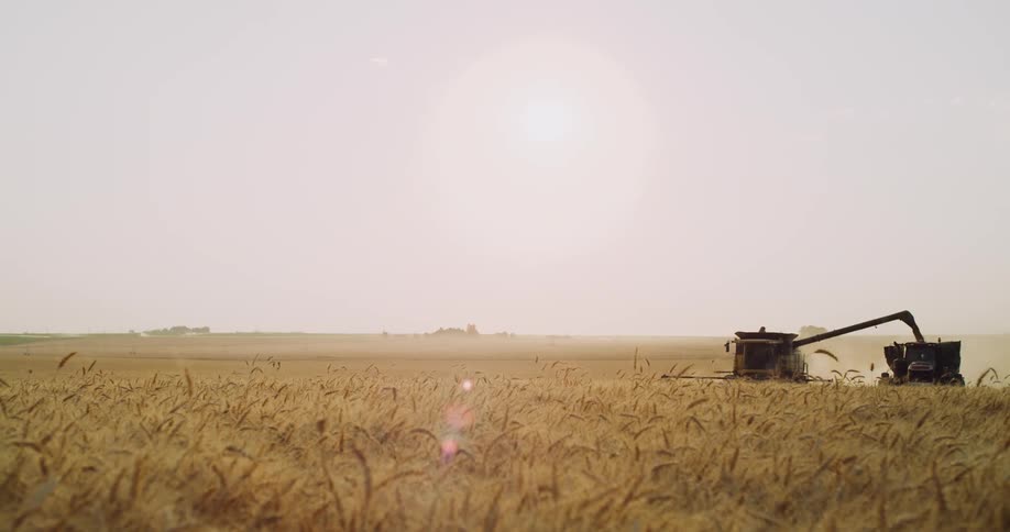 A tractor shoots wheat from a tractor into a container on the back of a truck