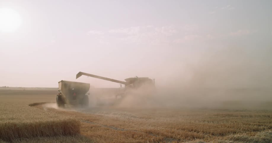 A harvester is tossing grain into the back of a dump truck