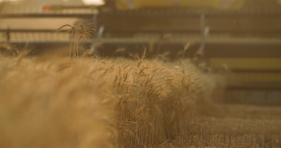 A large harvest is cutting and collecting a crop