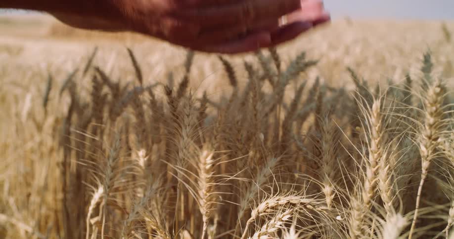 Someone is rubbing a bunch of wheat in between their hands