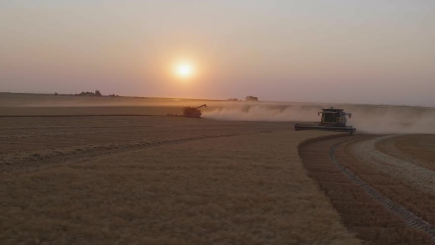 Combine harvesters harvesting wheat in a farm field