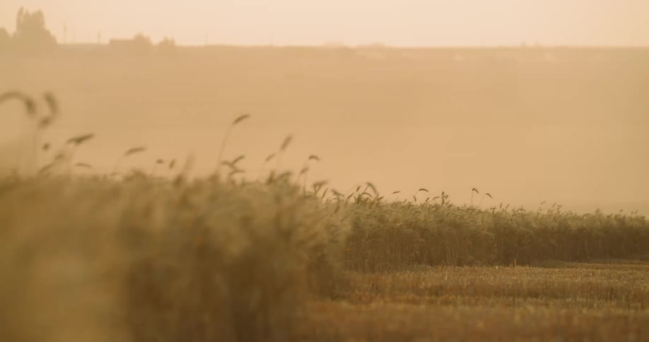 A wide open view of a field full of wheat