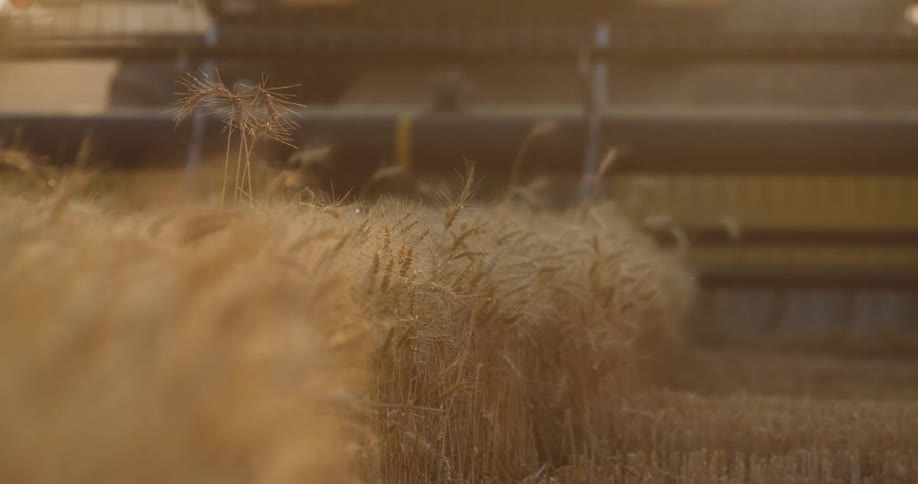 A tractor with a front attachment rolls over wheat in a field