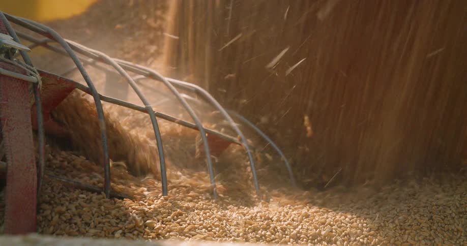 Grain is being dumped into auger