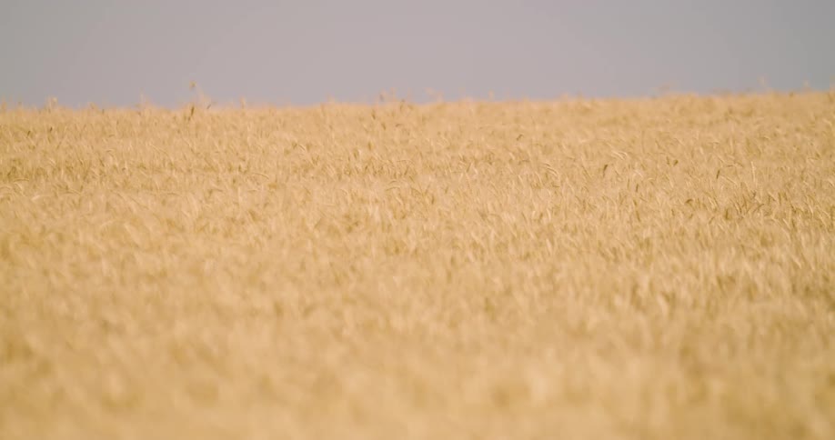 Wheat grass bristles in the wind