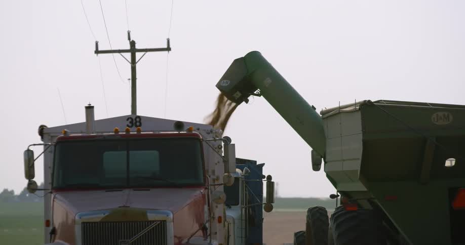 A truck is filled with a grain harvest on a farm