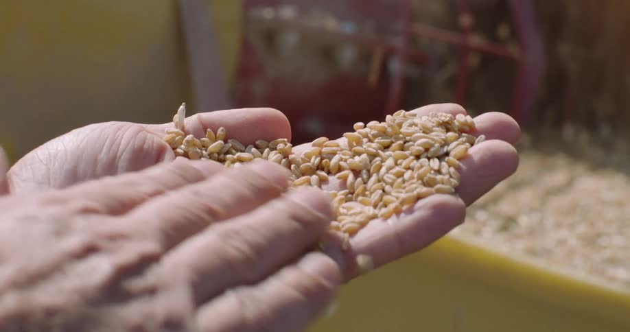 A man sorts wheat in his hand