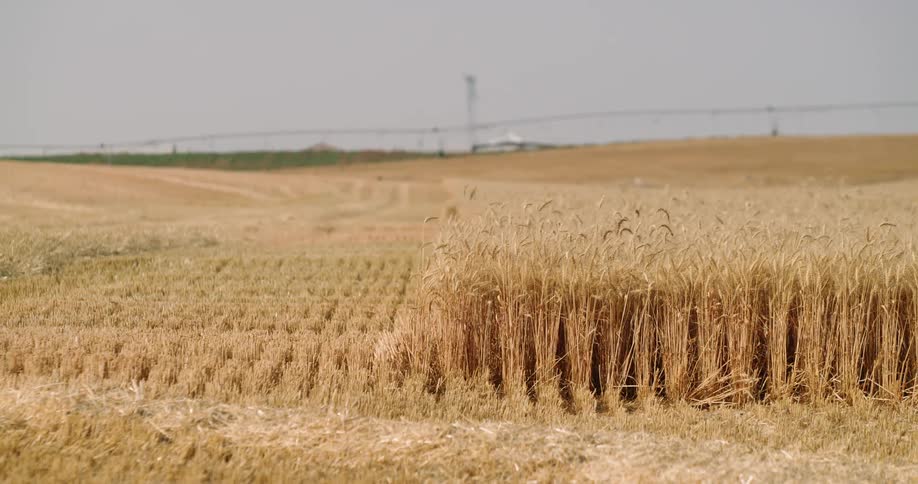 Wheat grass bristles in the wind