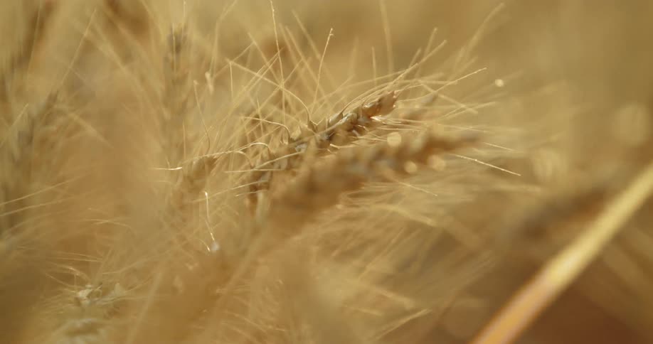 Golden wheat in a field
