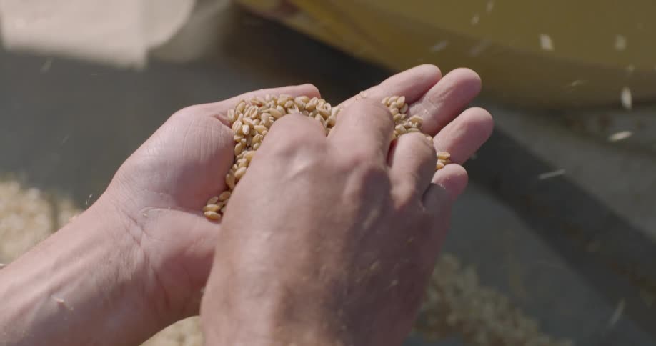 A man is holding a bunch of grain in the palm of his hands