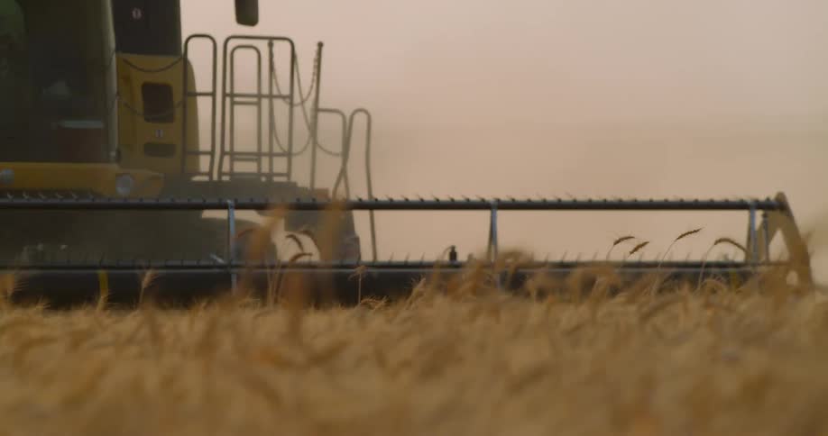 A tractor with a front attachment rolls over wheat in a field