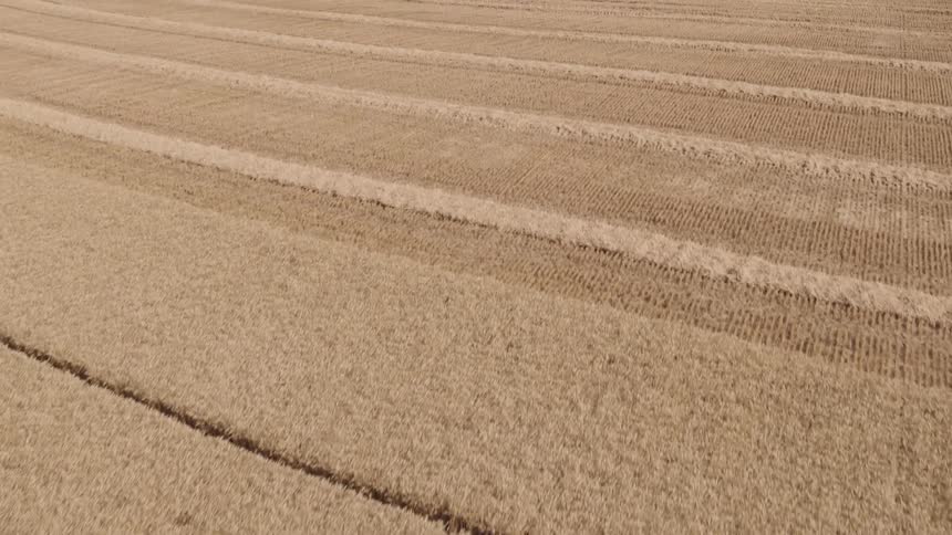 Wheat covers the farmland