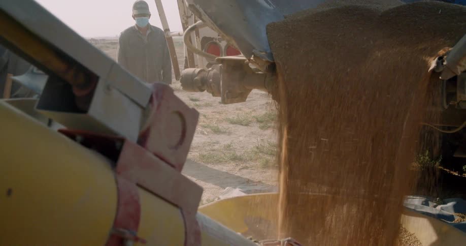 A man watches farm equipment process wheat