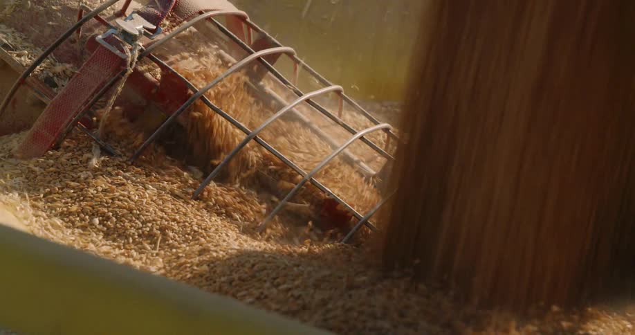 An auger is turning wheat as its being poured