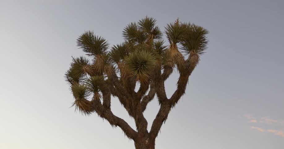 View of the top of a tree on a cloudy day