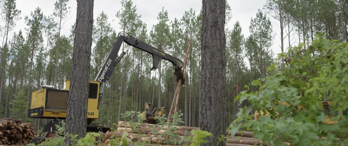 Crane organizes tree logs in the woods