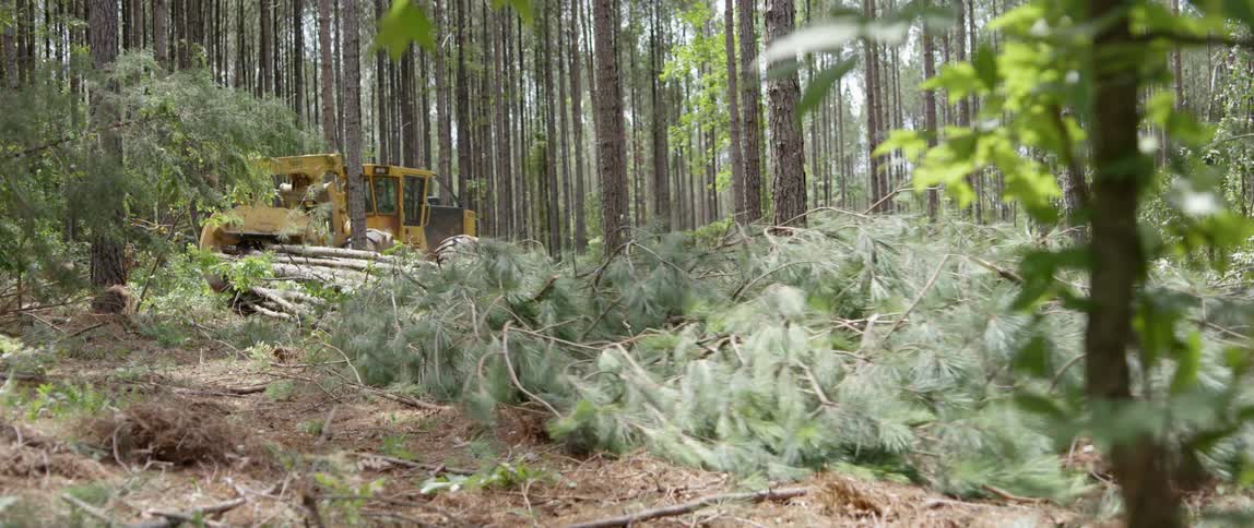 A tractor is pulling fallen trees out of the forest