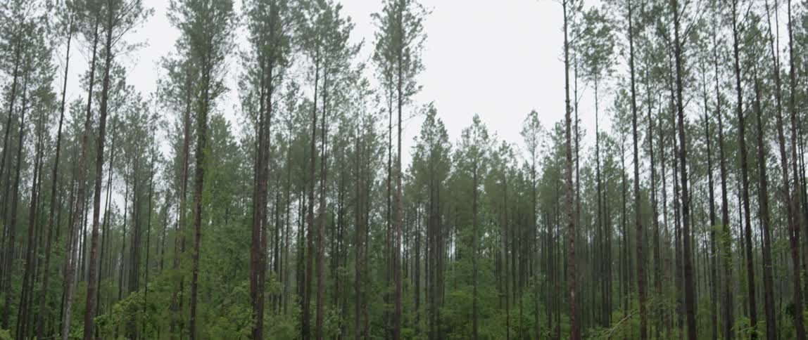 A forest of skinny trees